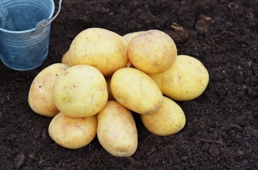 Сорт картофеля «колобок»: характеристики неприхотливого корнеплода