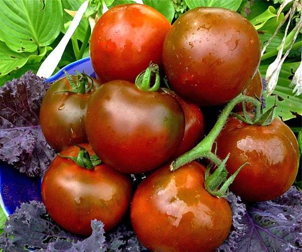 Томат виагра: характеристика и описание сорта, фото черных помидоров, отзывы тех кто сажал семена об урожайности растения шоколадного цвета