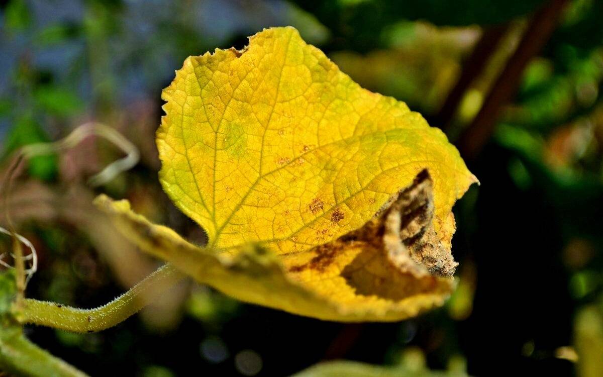 Огурцы: желтеют листья – что делать, народные средства, рецепты
