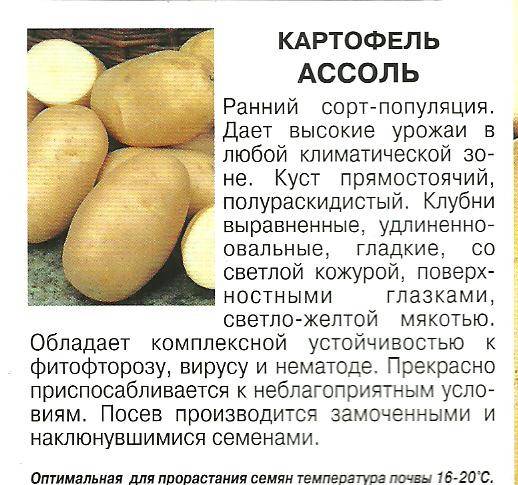 Картофель орхидея: описание сорта, фото, отзывы о вкусовых качествах и сроках созревания ранних видов, тайфун, леди клер, ассоль, велина, эстрелла, боровичок