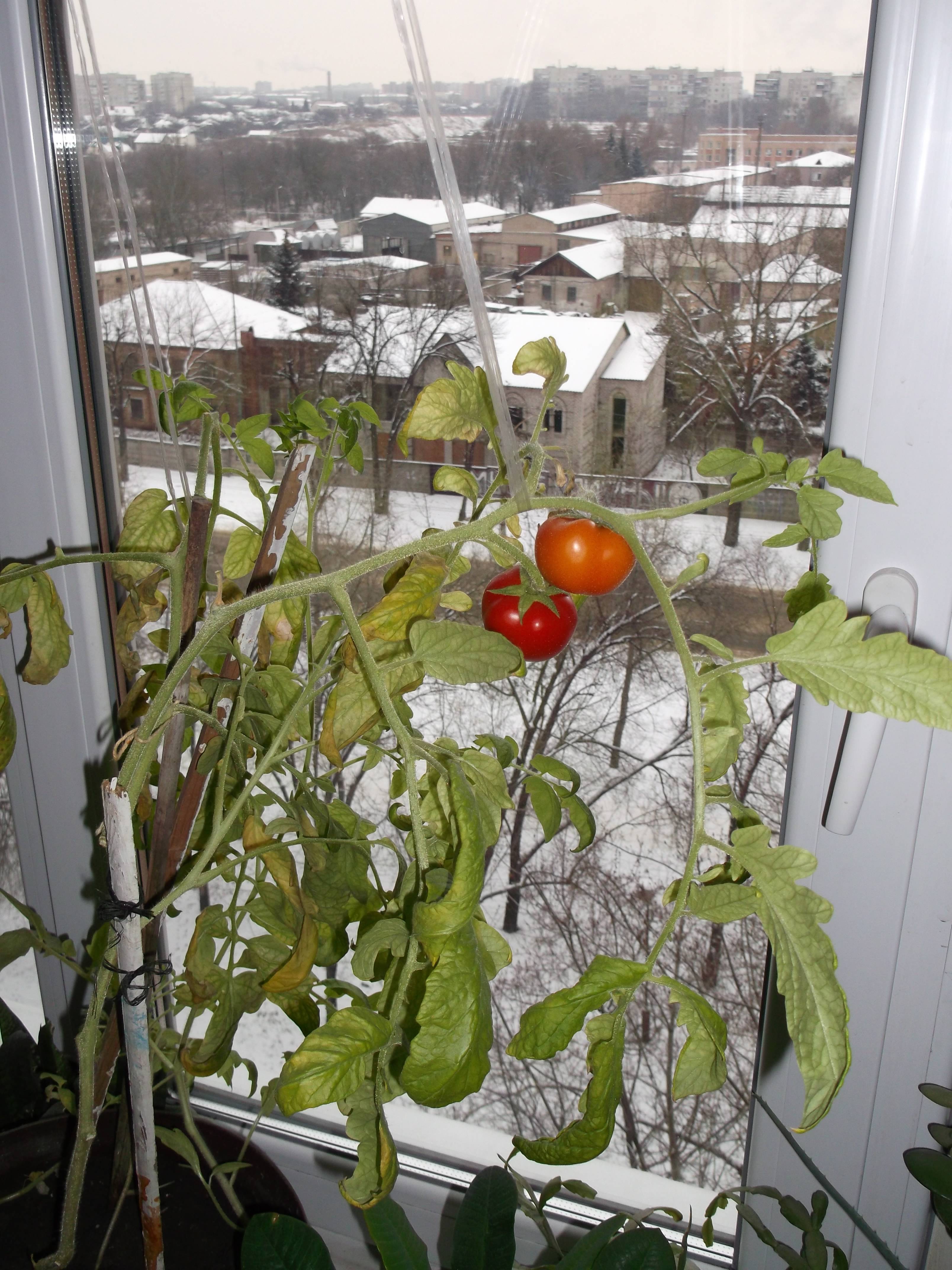 Балконные томаты: лучшие сорта и гибриды, правила выращивания на балконе, лоджии, подоконнике