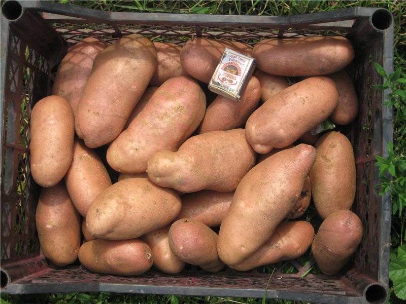 Картофель лапоть — надёжный кормилец