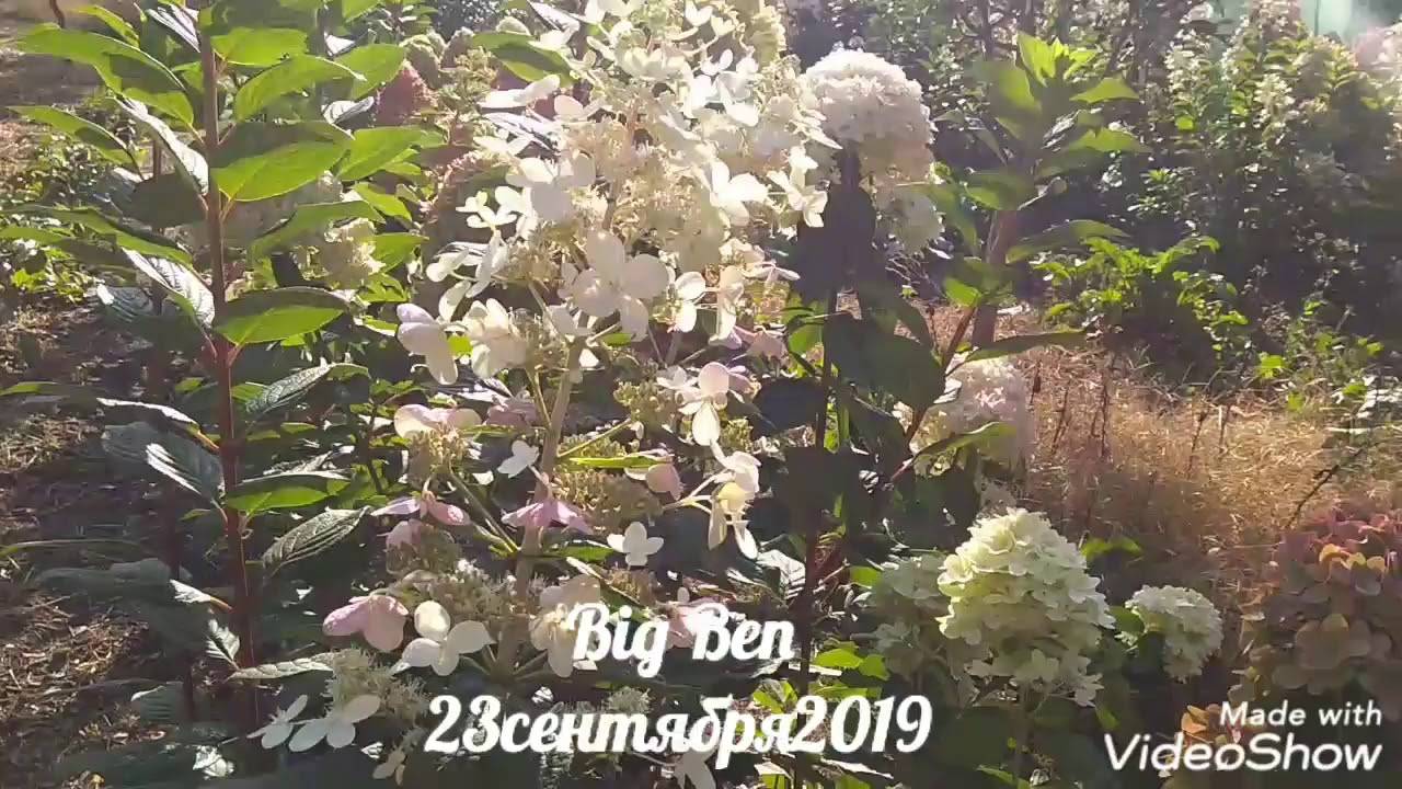 ✅ гортензия биг бен (метельчатая big ben): описание и фото, в ландшафтном дизайне сада, посадка и уход - tehnoyug.com