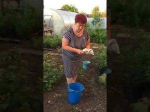 Двойной суперфосфат удобрение: применение на огороде, инструкция, состав, для томатов