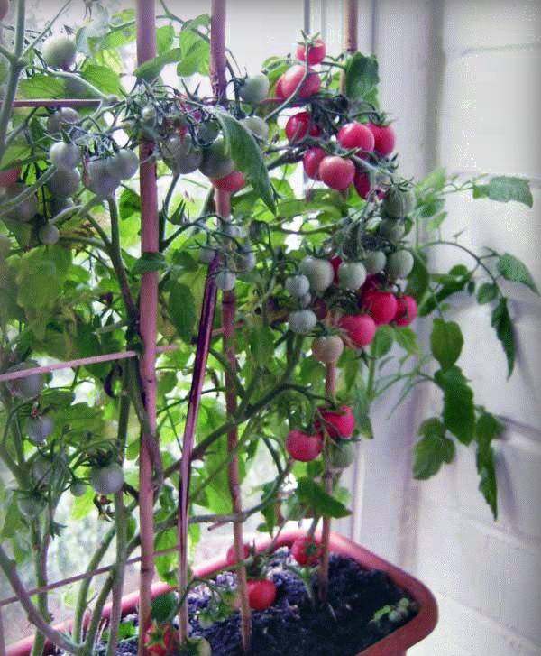 Чем подкормить балконные помидоры во время цветения, плодоношения