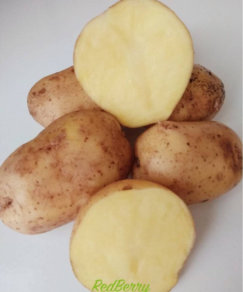 Сорт картофеля коломбо характеристика и описание сорта фото