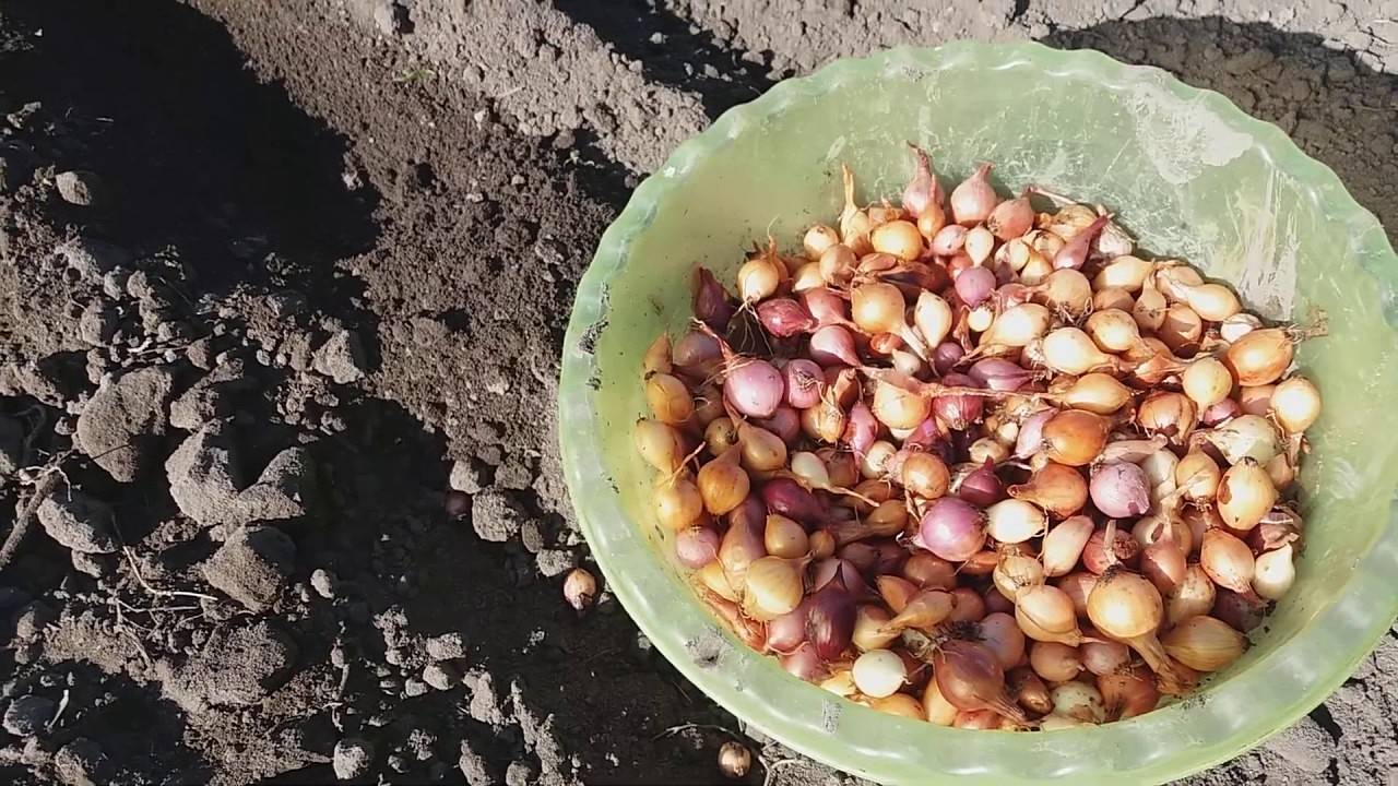 Сажаем лук под. Лук севок посадочный. Лук севок посев. Лук севок овсюжка.