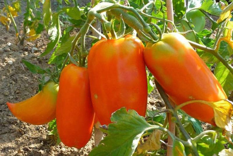 Томат корнабель: описание сорта, фото, отзывы
томат корнабель: описание сорта, фото, отзывы