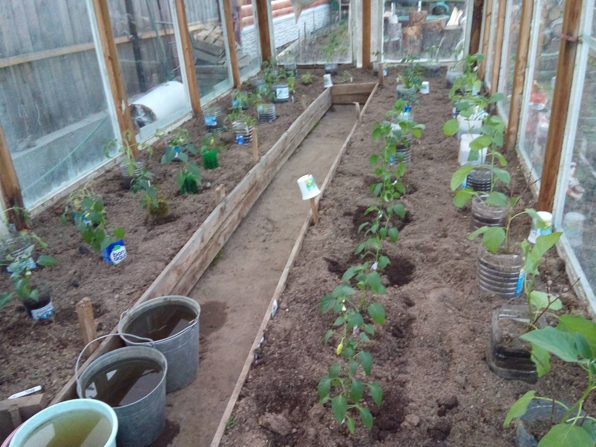 Сроки высадки рассады помидоров в теплице | вырасти сад!