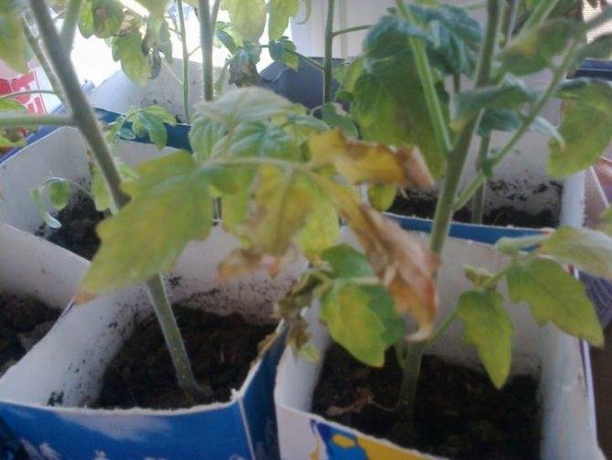 Что делать, если рассада томатов желтеет и опадают листья