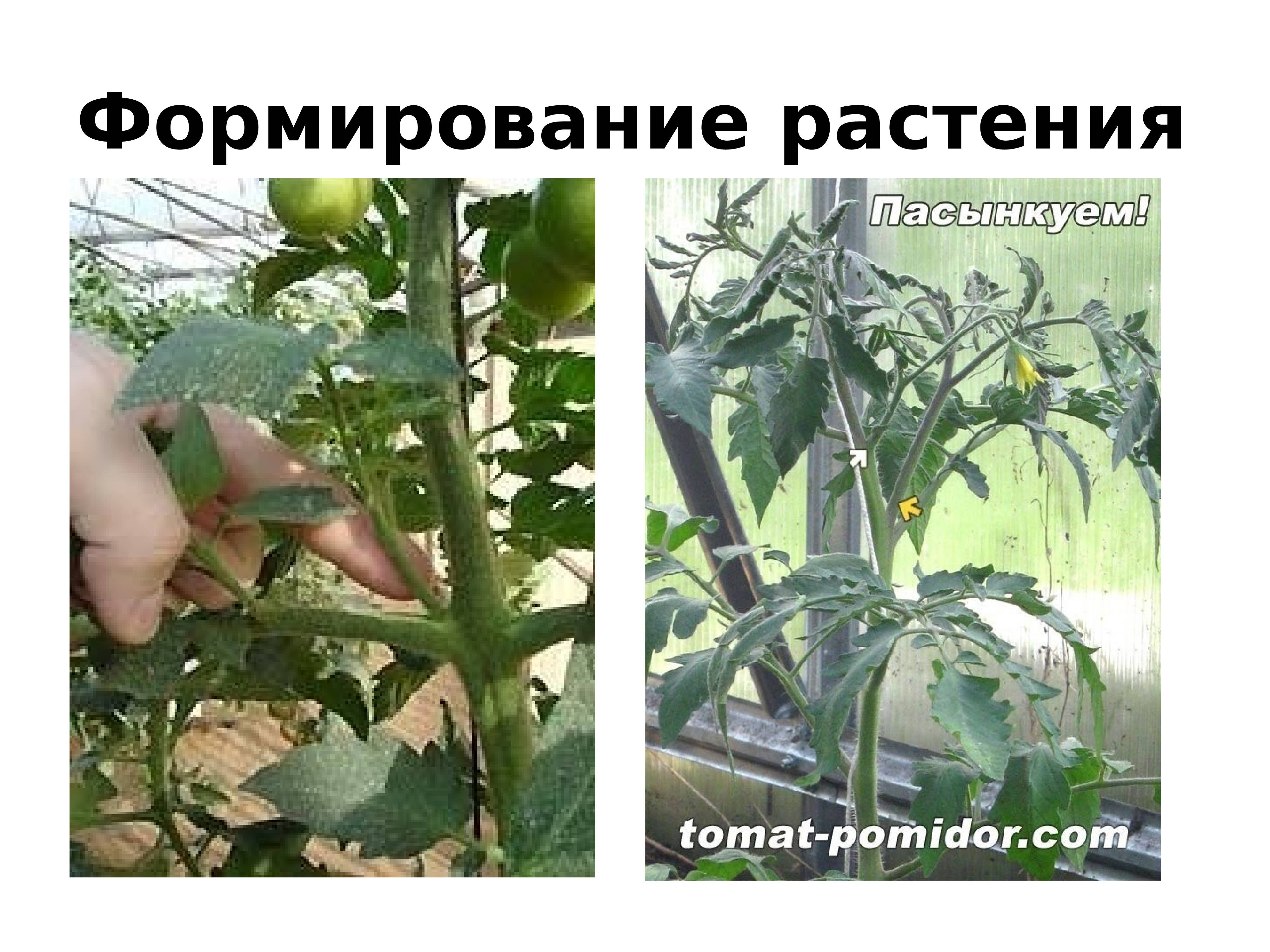 Как формировать томаты в открытом грунте пошаговое фото