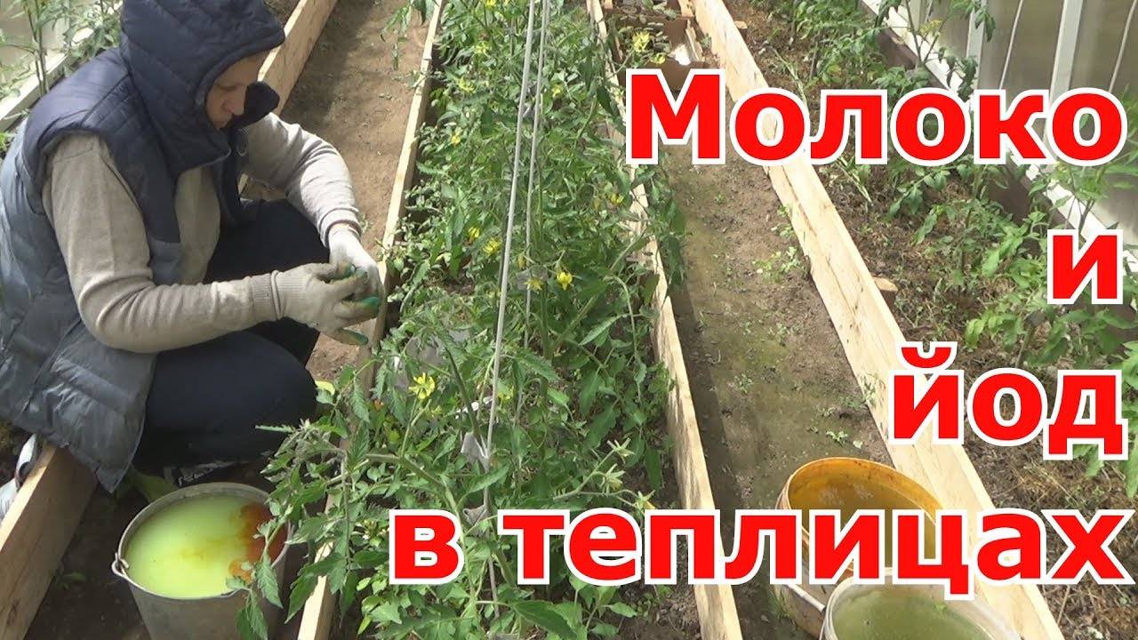 Опрыскивание помидоров сывороткой: как и когда обработать томаты