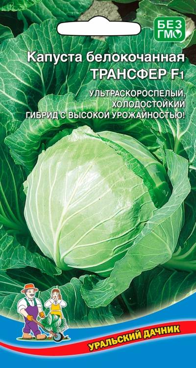 Капуста трансфер: описание сорта