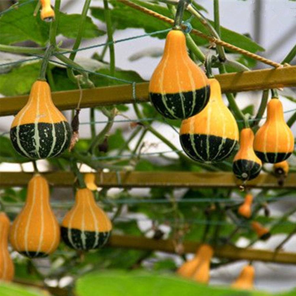 Декоративная тыква- популярные сорта, нюансы выращивания