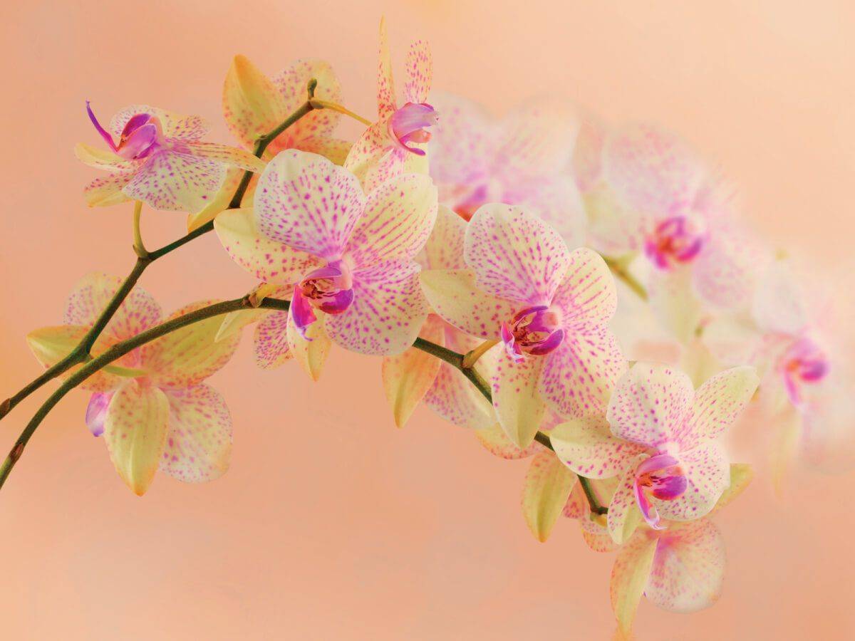 Необычные орхидеи: описание и фото растений с цветками оригинальной формы selo.guru — интернет портал о сельском хозяйстве