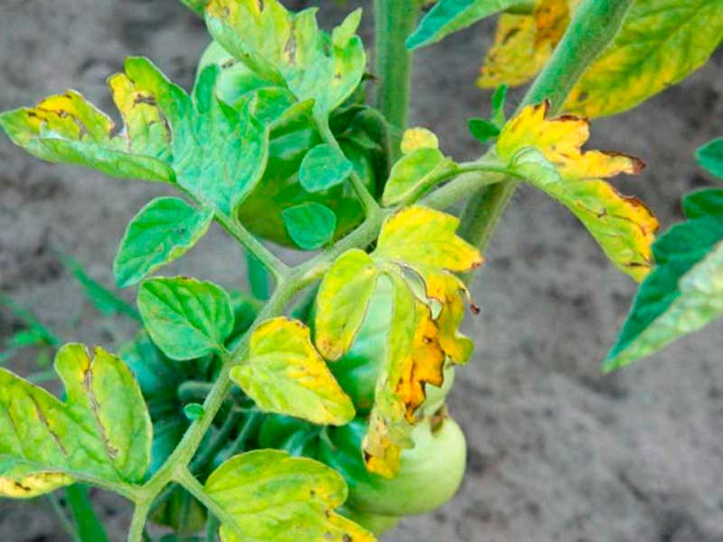 Почему сохнут и желтеют листья у помидоров в теплице: причины, заболевания, вредители