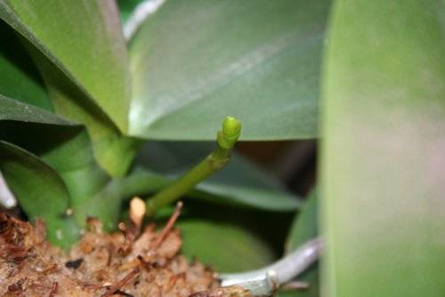 Цветонос фаленопсиса: как растет, долго ли, как выглядит на фото, сколько их бывает у орхидеи, как отличить от корня, что делать, если вышел из точки роста? русский фермер