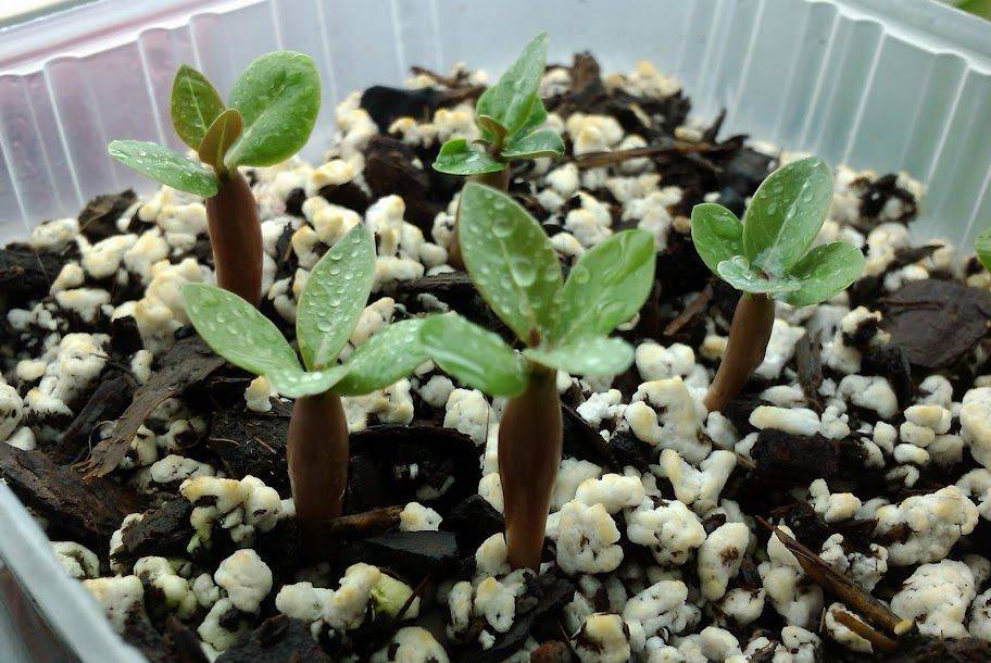 Уход за адениумами в домашних условиях, выращивание из семян + фото и видео
