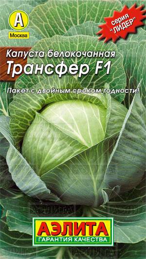 Капуста трансфер f1: отзывы