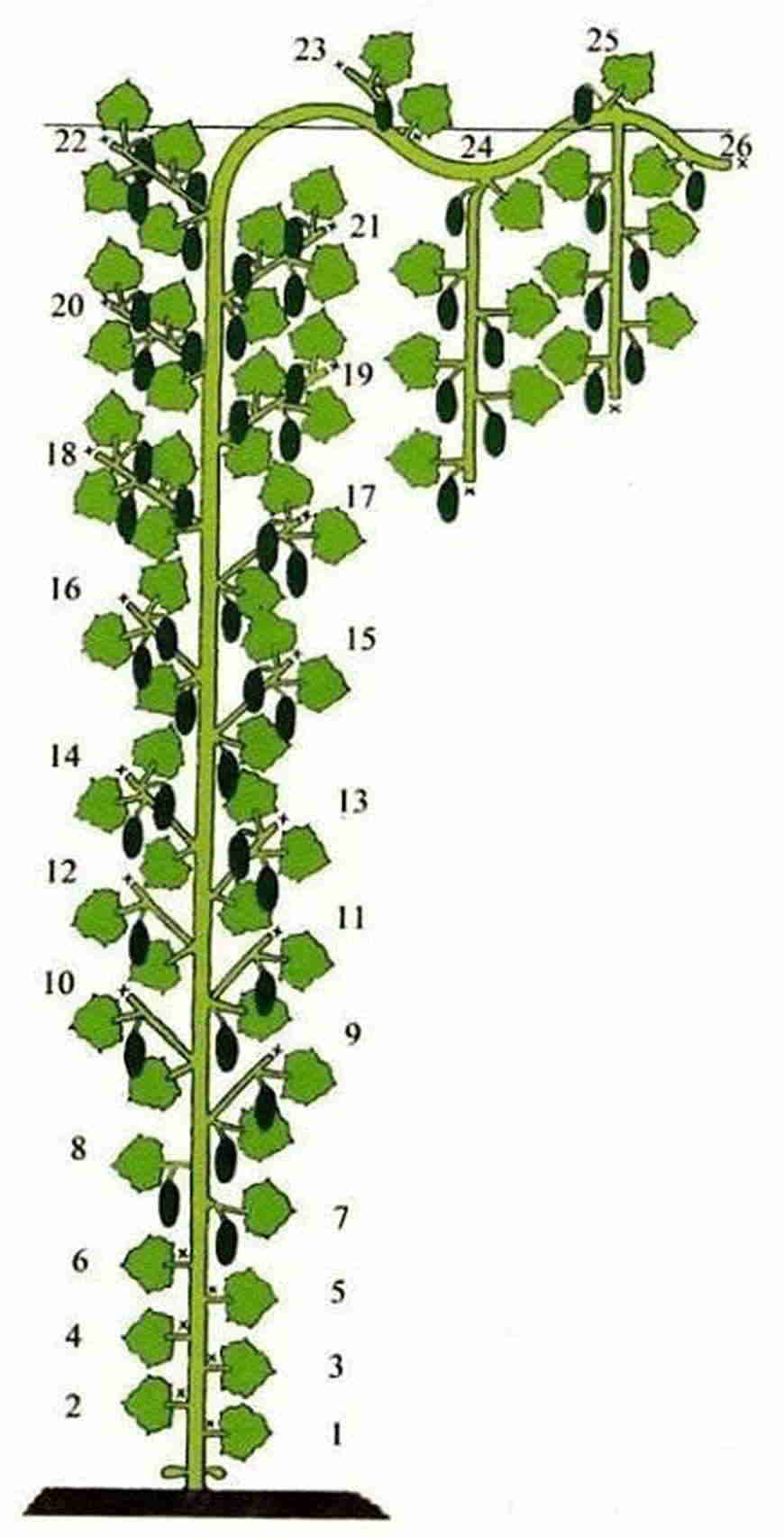 Как сформировать куст огурца в теплице правильно