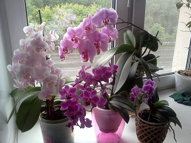 Сколько цветет орхидея в домашних условиях: когда, как часто и как долго