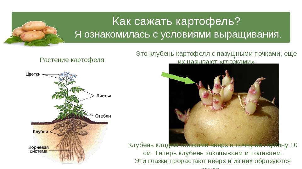 Как правильно сажать картошку чтобы получить хороший урожай