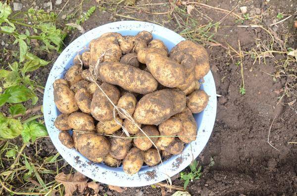 Правила посадки и выращивания картофеля по методу кизимы