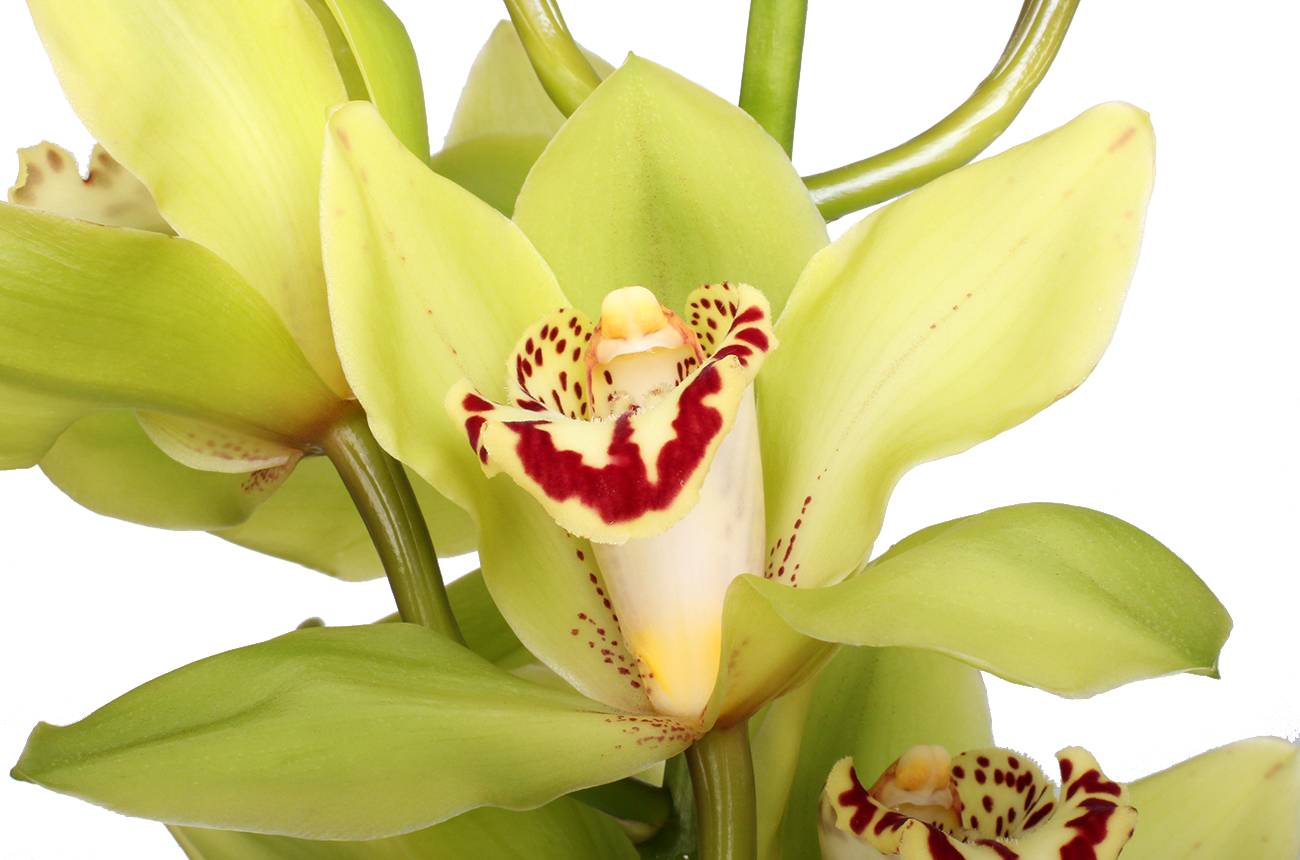 Какие оттенки цвета бывают у орхидеи? обзор  декоративных цветов фаленопсис