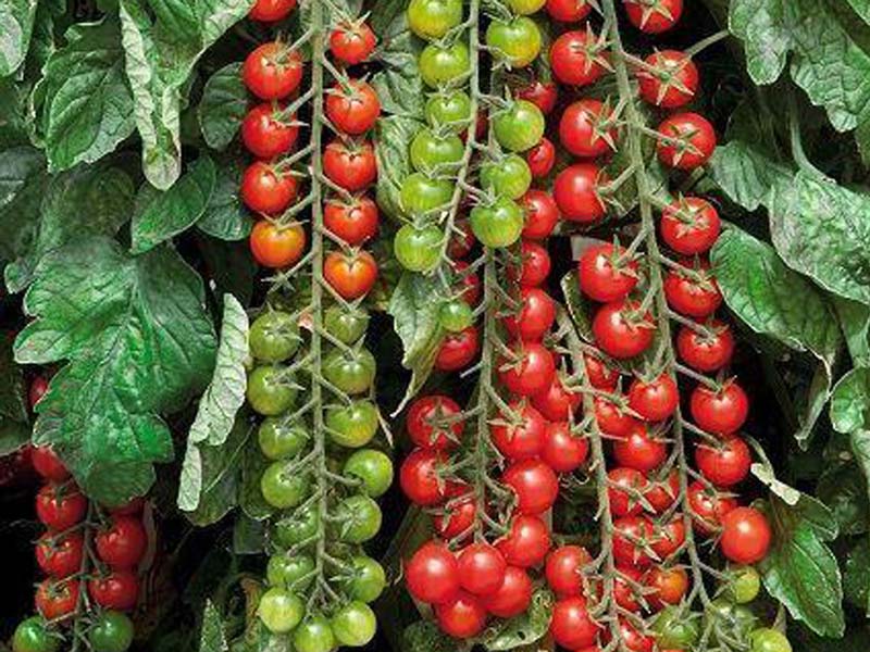 Помидоры рапунцель: урожайность и описание сорта