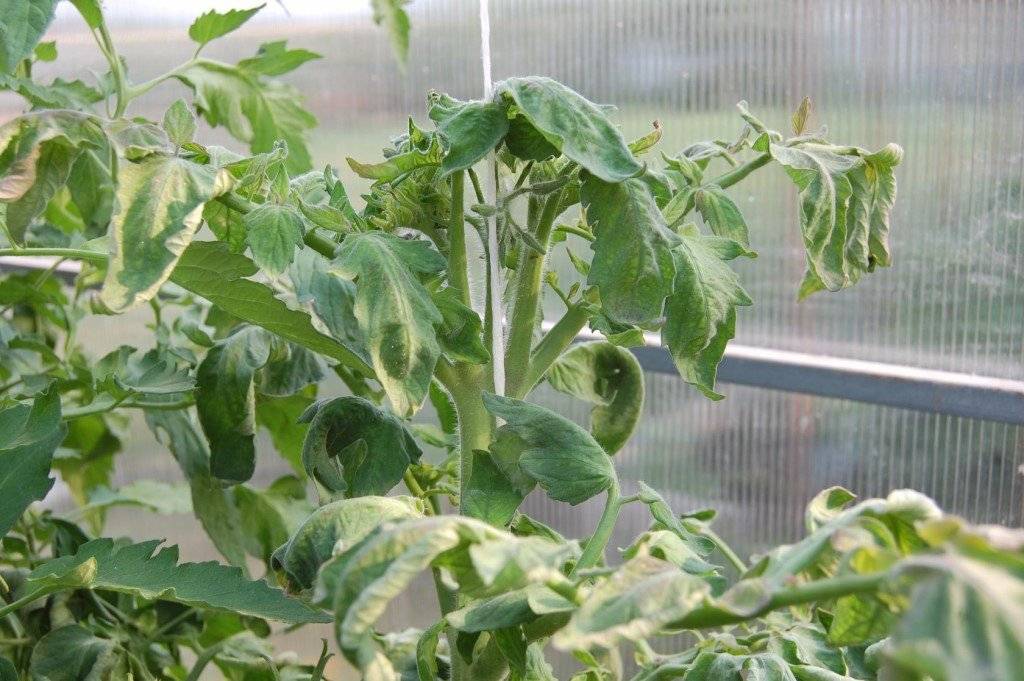 Сохнут листья у помидоров: причины и пути решения проблемы