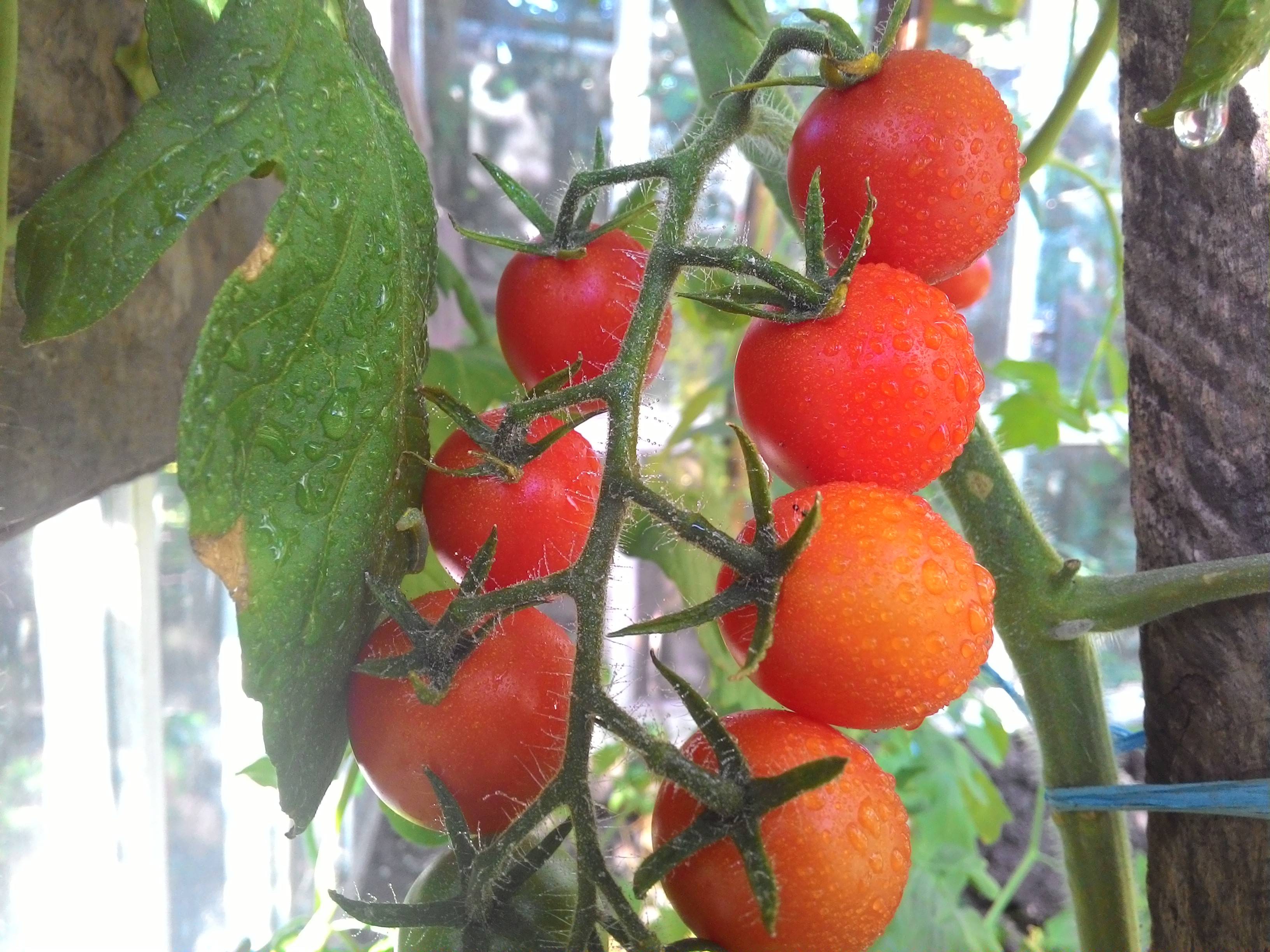 Семена помидор без пасынкования. Низкорослые томаты в теплице. Парник для помидоров. Томаты в теплице из поликарбоната. Низкорослые сорта томатов.