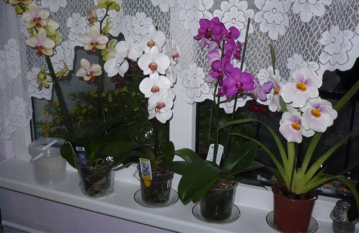 Сколько цветет орхидея? 19 фото как часто бывает цветение и как оно начинается? уход за орхидеей во время цветения