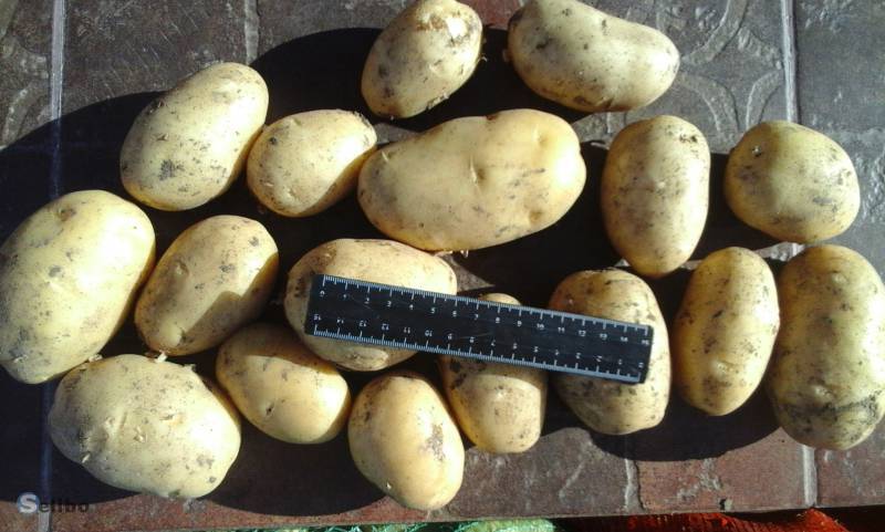 Сорт коломбо картофель характеристика отзывы и фото