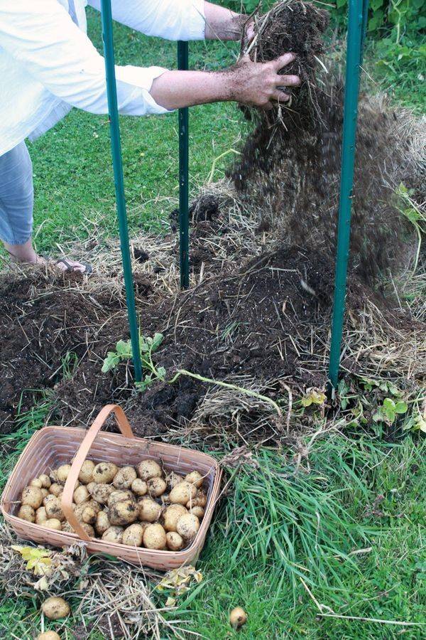 Как получить хороший урожай картофеля: секреты анастасии липатовой