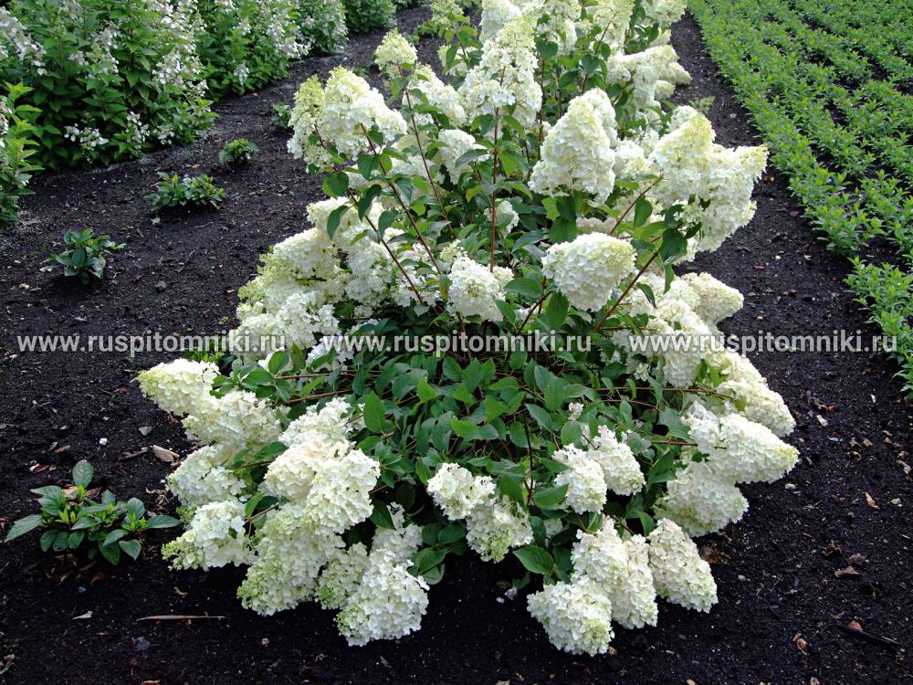 Гортензия метельчатая (hydrangea paniculata `silver dollar`) - гортензия метельчатая - кустарники - каталог