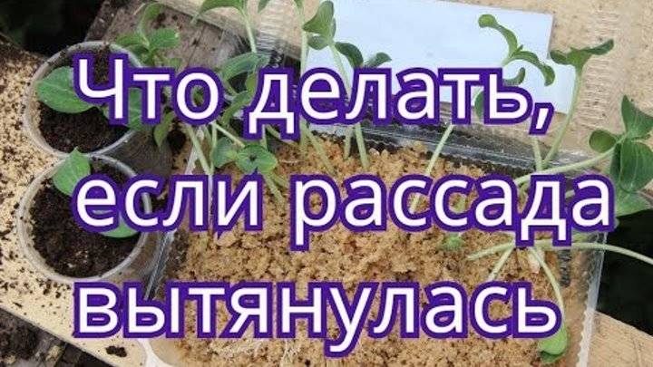 Рассада огурцов вытянулась: причины, что делать, как сажать в грунт – сад и огород своими руками
