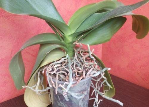 Как ухаживать за орхидей фаленопсис, если сохнут корни, листья и другие части растения, и почему это происходит?