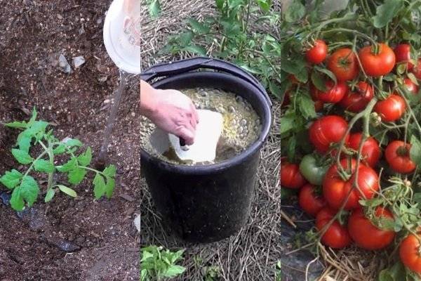 Подкормка томатов в теплице: когда и какие удобрения использовать для хорошего урожая