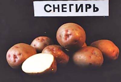 Отечественный картофель сорта снегирь: идеален для условий сибири