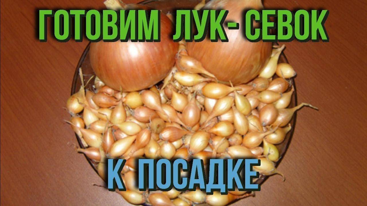 Выращивание лука из севка: своевременная прополка, рыхление и полив