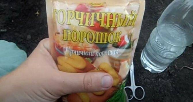 Горчица и уксус от колорадского жука – борьба народным средством
