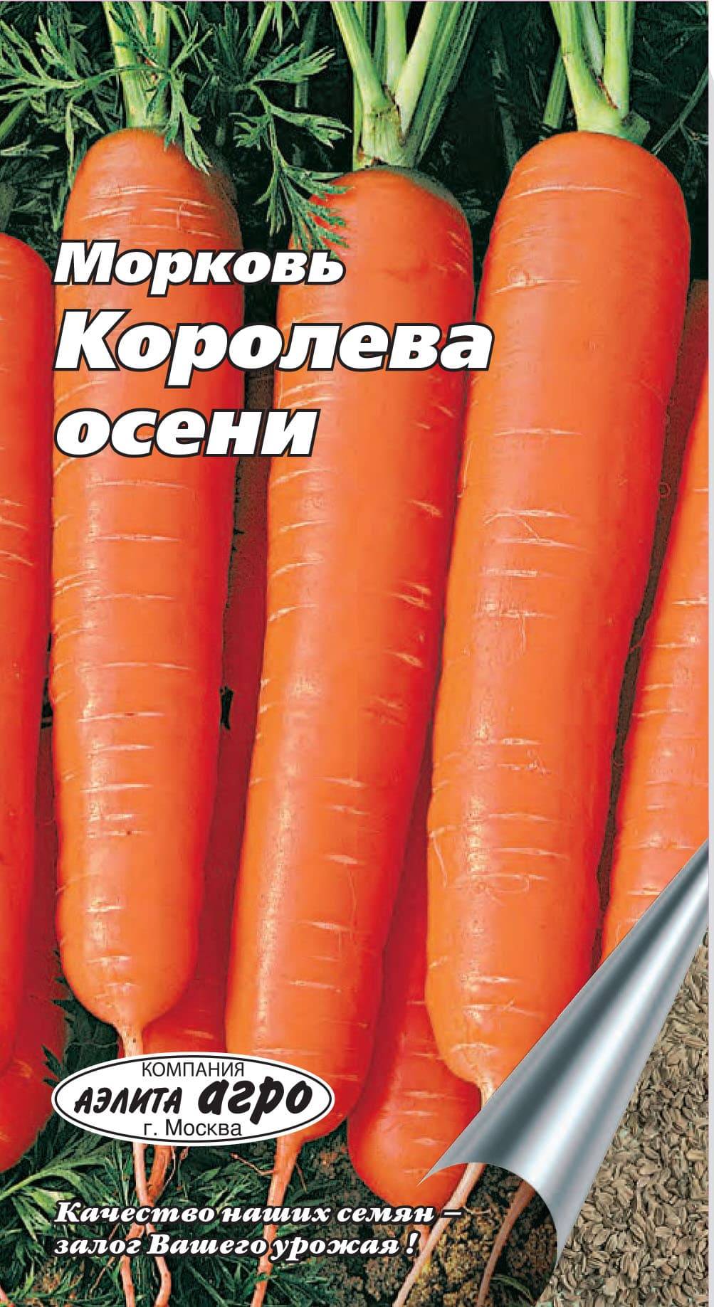 Морковь королева осени - описание сорта, фото, отзывы, посадка и уход - журнал "совхозик"