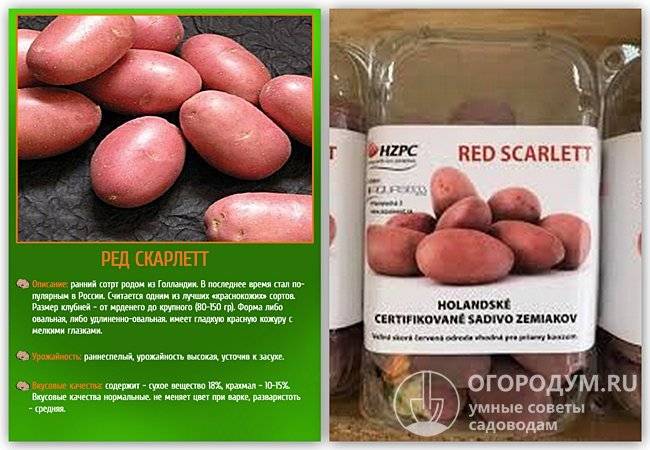 Картофель ред скарлет - характеристика и описание сорта, агротехника выращивания