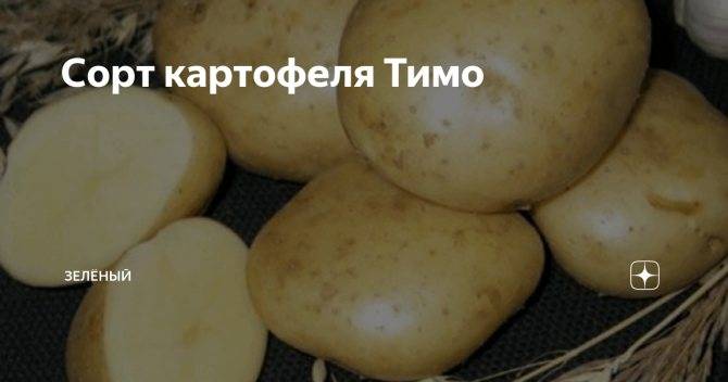 Картофель тимо описание сорта фото отзывы