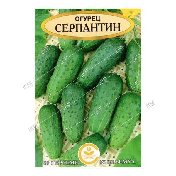 Топ-18 лучших сортов пучковых огурцов | +отзывы