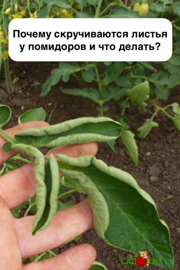 Почему скручиваются огурцы и их листья в теплице и открытом грунте