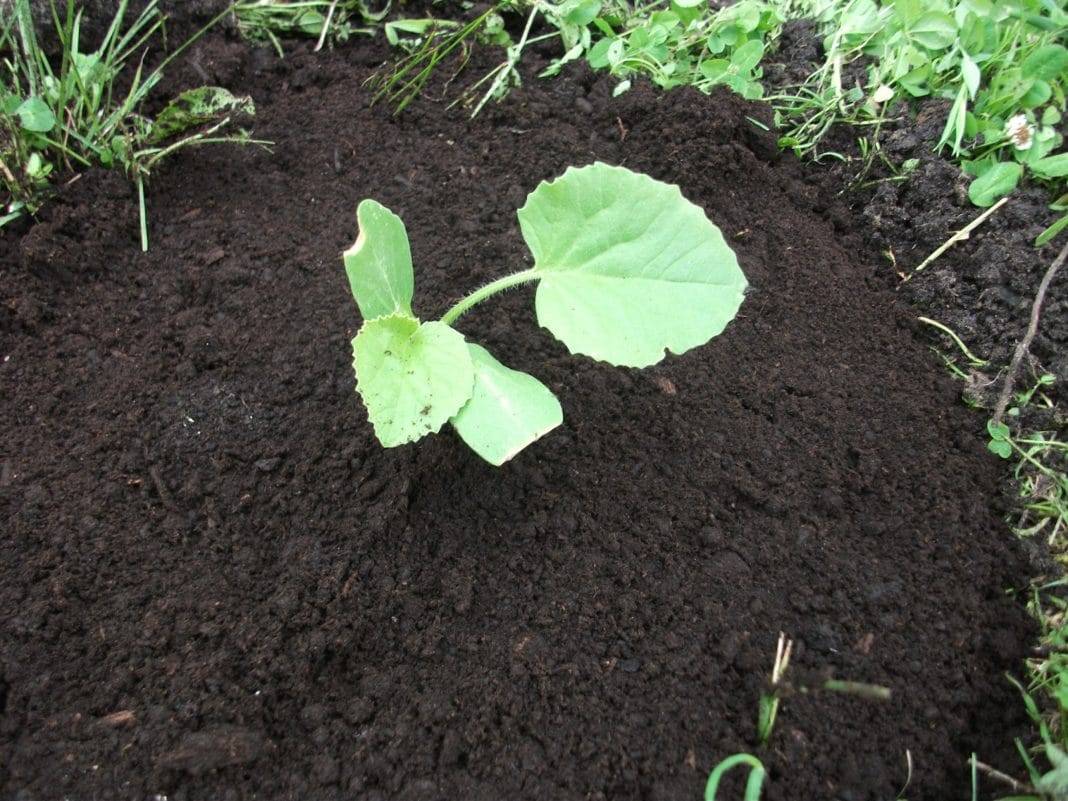 Выращивание тыквы в открытом грунте: правила и советы