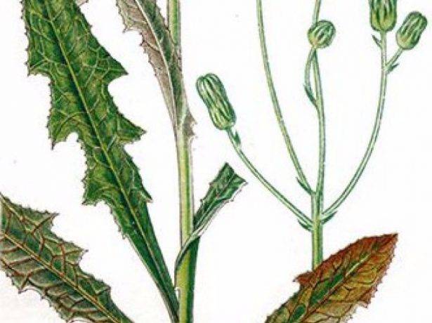 Молочай лозный (прутьевидный, вальдштейна): как выращивать, описание и фото растения