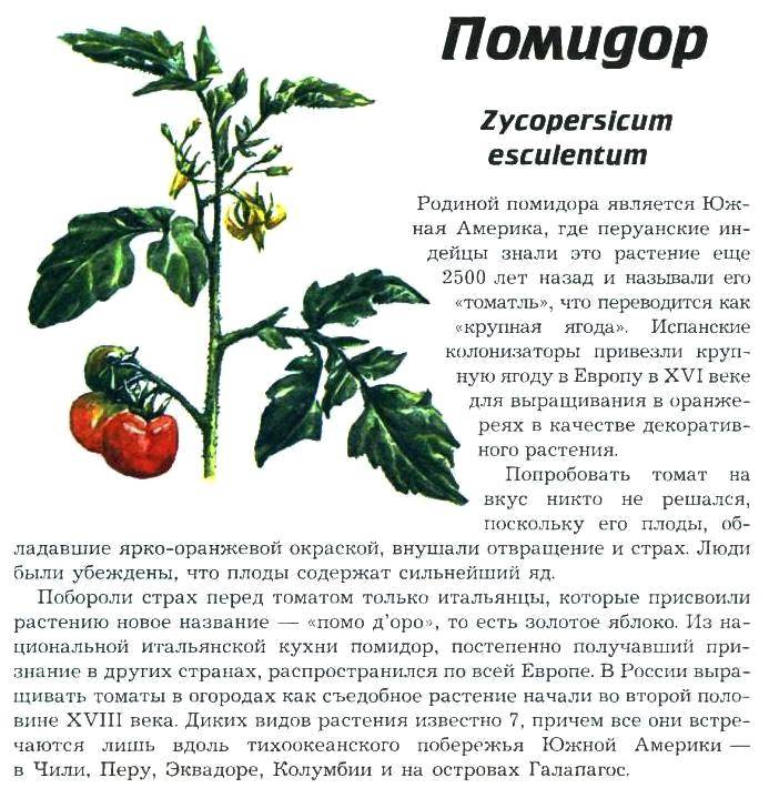 Томат растение биология. Томат описание растения 3 класс. Сообщение о помидоре. Доклад про помидор.