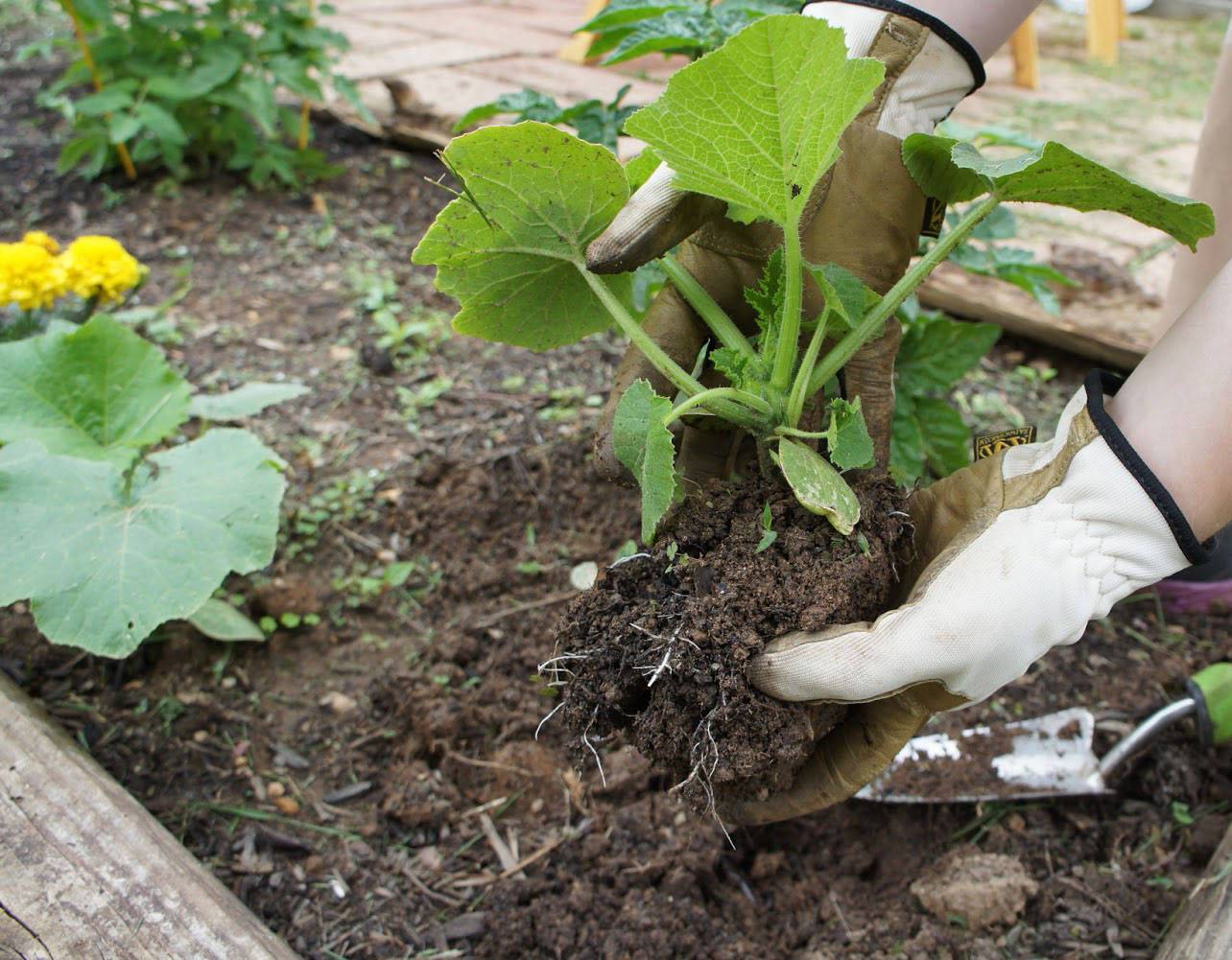 Когда и как сажать тыкву в открытый грунт: сроки посадки и правила выращивания